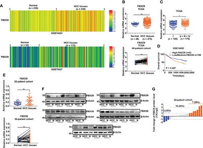 FBXO9 Mediates the Cancer-Promoting Effects of ZNF143 by Degrading FBXW7 and Facilitates Drug Resistance in Hepatocellular Carcinoma